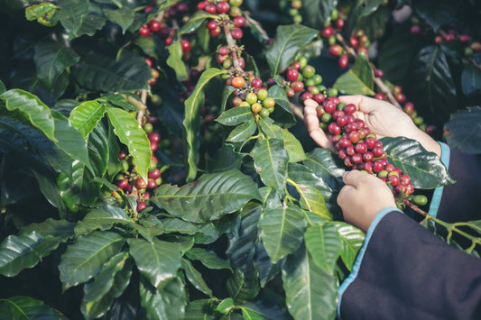 Coffee - Interesting Facts - The Sip Emporium