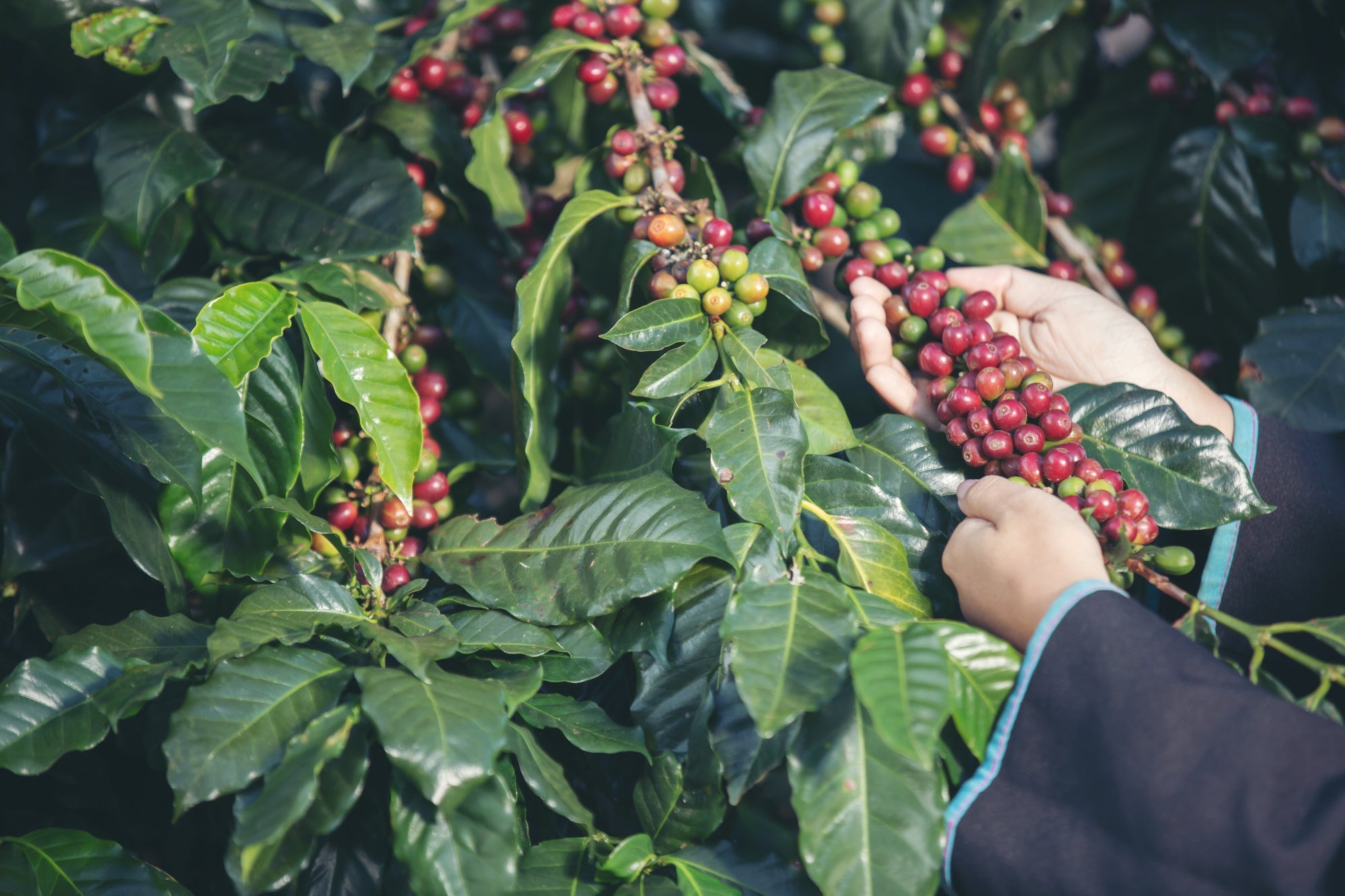 Coffee - Interesting Facts - The Sip Emporium